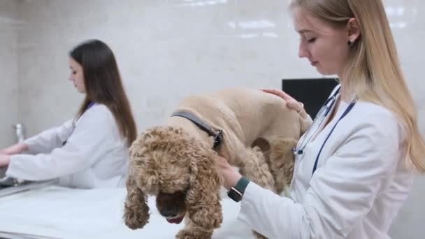 兽医诊所里的一只猎犬 他正在接受医生的检查 兽医的概念 — 图库视频影像