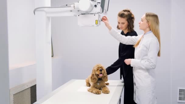 这只狗在兽医X光机上接受X光检查 在考试过程中被吓坏了的小狗 — 图库视频影像
