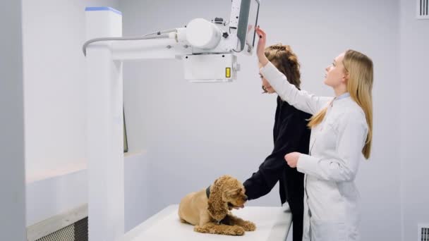 Рентгенолог Устанавливает Рентген Осмотра Собаки Ветеринарной Клинике — стоковое видео