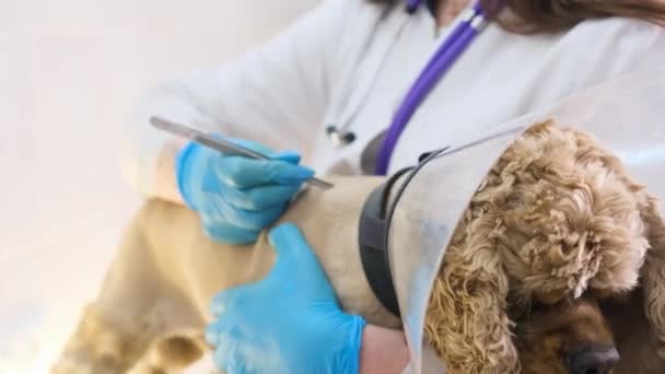 Kız Veteriner Kliniğinde Doktor Köpeği Cımbızla Muayene Ediyor — Stok video