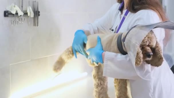 Een Spaniël Hond Zit Een Tafel Een Dierenkliniek Voor Onderzoek — Stockvideo