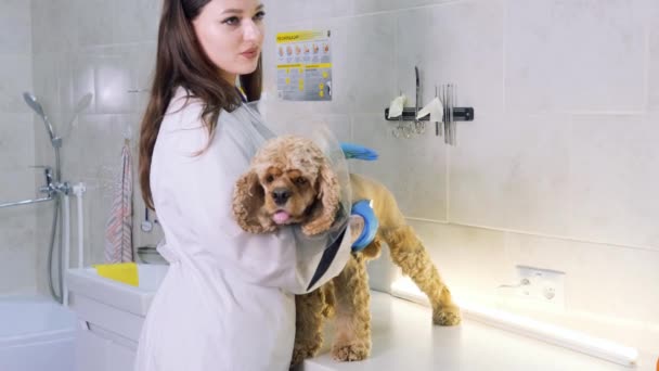 Girl Veterinarian Examines Spaniel Dog — Stock Video