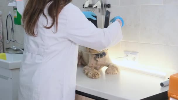 獣医師は手術後にスパニエルにプラスチック製の襟をつけ — ストック動画
