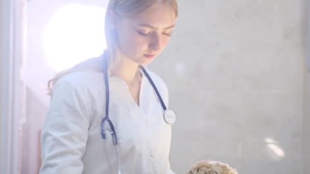 Veterinarian Girl Examines Spaniel Dog Table Clinic — Stock Video