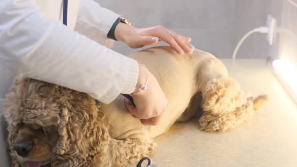 Veterinario Escucha Perro Spaniel Con Estetoscopio Una Clínica Veterinaria — Vídeo de stock