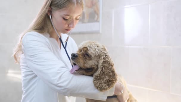 Veterinário Com Estetoscópio Verifica Cão Spaniel Uma Clínica Veterinária — Vídeo de Stock