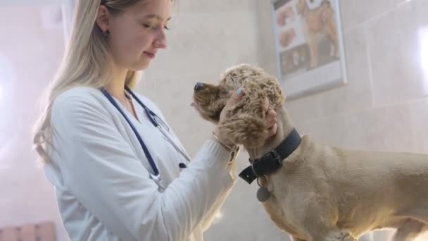 Een Dierenarts Met Een Stethoscoop Controleert Een Spaniël Hond Een — Stockvideo