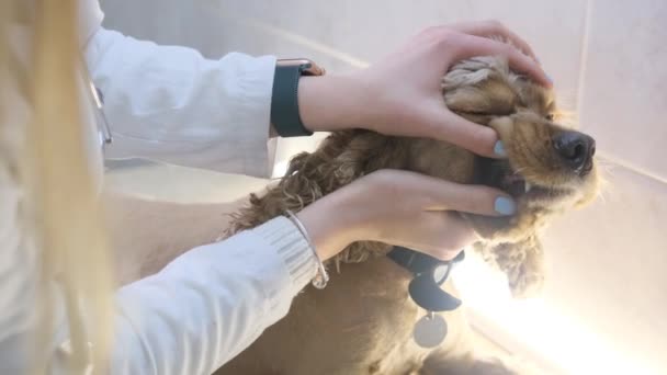 獣医が獣医の診療所でスペニエルの犬の歯を調べ — ストック動画
