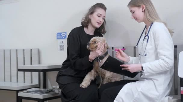 Dívka Přivedla Psa Veterinární Kliniku Vyšetření Lékař Vyšetřuje Psa Komunikuje — Stock video