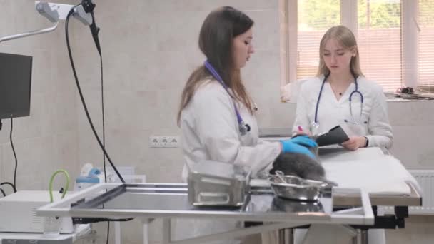 Meninas Veterinárias Examinar Gato Sala Cirurgia — Vídeo de Stock
