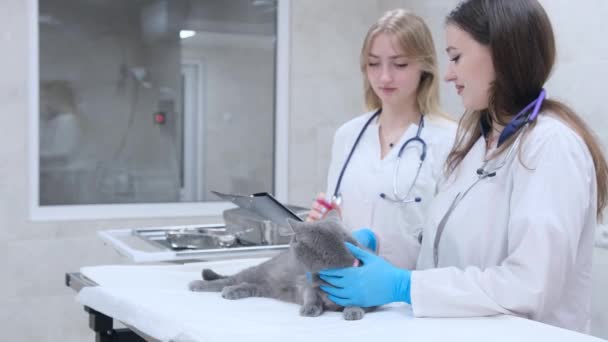Médicos Clínica Veterinária Realizar Exame Gato — Vídeo de Stock