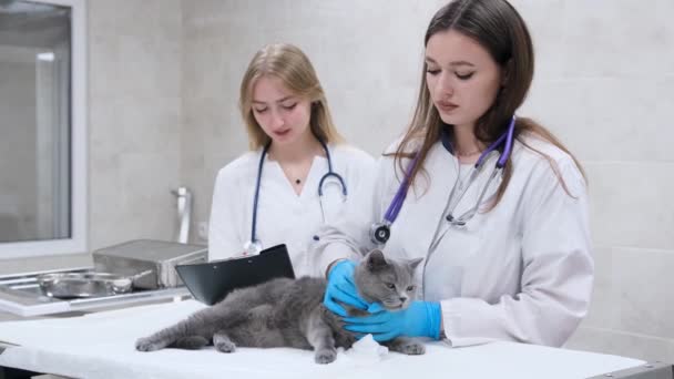 Doctors Veterinary Clinic Conduct Examination Cat — Stock Video