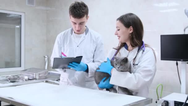 Veterinární Lékař Jeho Asistent Zaznamenávají Ukazatele Zdraví Kočky Při Vyšetření — Stock video