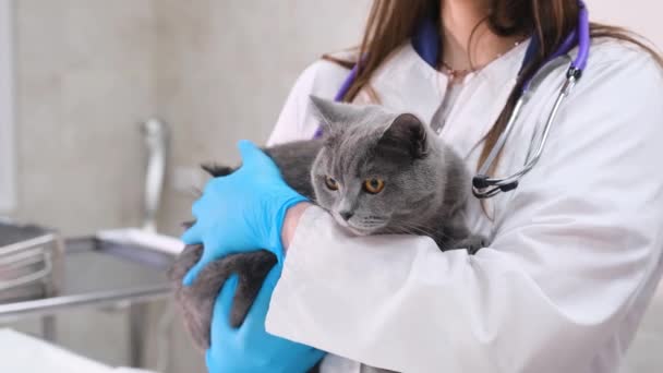 兽医抱着一只灰色的英国猫 兽医诊所 — 图库视频影像