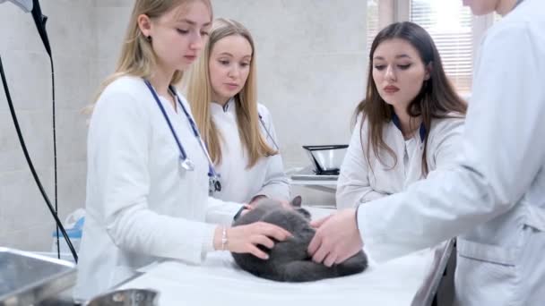 Μια Ομάδα Νεαρών Φοιτητών Κτηνιατρικής Κλινικής Εξετάζουν Μια Γάτα Ξαπλωμένη — Αρχείο Βίντεο