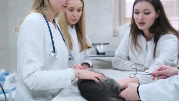 Группа Молодых Студентов Ветеринарной Клиники Осматривает Лежащего Столе Кота Хирургическом — стоковое видео