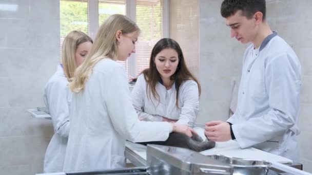 Gruppo Giovani Studenti Una Clinica Veterinaria Esamina Gatto Sdraiato Tavolo — Video Stock