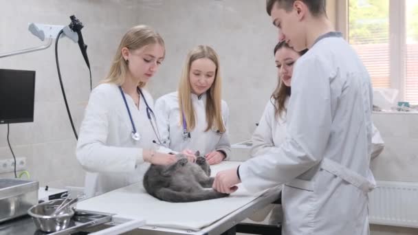 Grupo Jovens Estudantes Uma Clínica Veterinária Examinar Gato Deitado Uma — Vídeo de Stock
