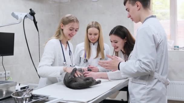 Een Groep Jonge Studenten Van Een Dierenkliniek Onderzoekt Een Kat — Stockvideo