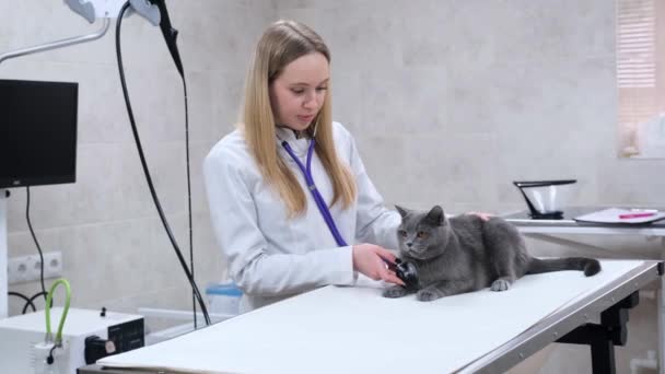Een Professionele Dierenarts Gebruikt Een Stethoscoop Gezondheid Van Een Kat — Stockvideo