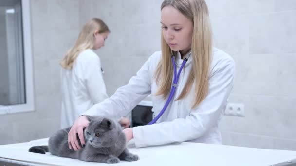 Veterinář Vyšetří Kočku Stetoskopem Klinice — Stock video