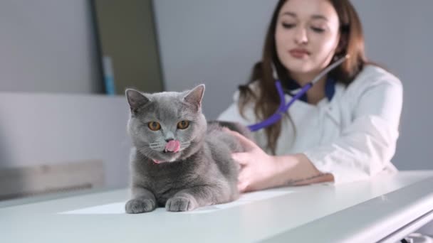 Veterinarian Examines Cat Appointment Veterinary Clinic Professional Veterinarian Woman Stands — Stock Video