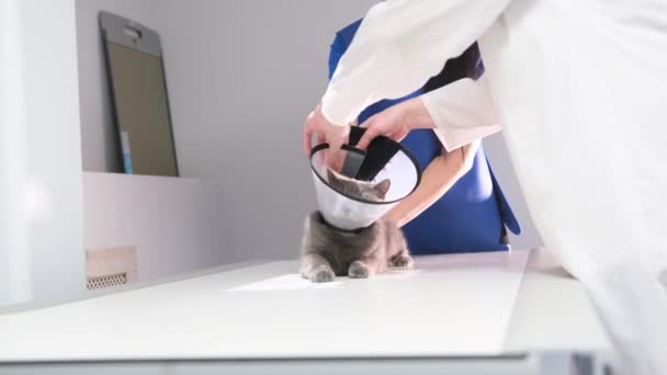 Kvinnlig Veterinär Uniform Sätter Skyddande Plast Stor Grå Katt Som — Stockvideo