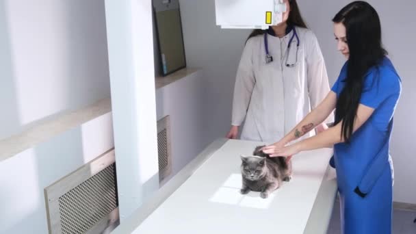 Ένας Γιατρός Ένας Βοηθός Ετοιμάζουν Γάτα Για Ακτινογραφία — Αρχείο Βίντεο