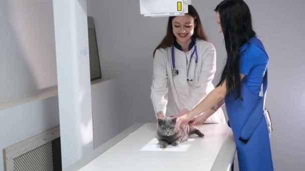 Ένας Γιατρός Ένας Βοηθός Ετοιμάζουν Γάτα Για Ακτινογραφία — Αρχείο Βίντεο