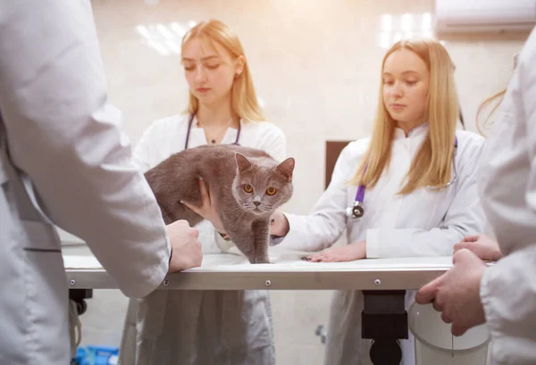 Veterinários Examinam Gato Uma Mesa Uma Clínica Veterinária Quatro Médicos — Fotografia de Stock