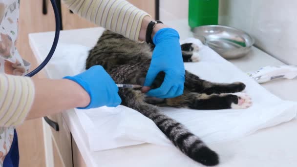 獣医師は去勢手術の前に猫に睾丸に鎮痛注射をします — ストック動画