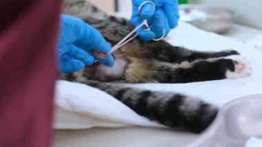 An experienced veterinarian is preparing to remove a cat's testicle during a sterilization operation.