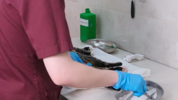猫の睾丸の滅菌 手袋の獣医師がはさみで切開動物の男性の臓器に去勢 — ストック動画