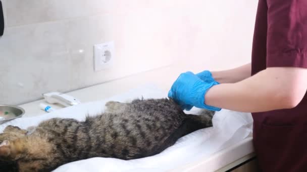 Veterinarian Wearing Gloves Performs Operation Sterilize Cat — Stock Video