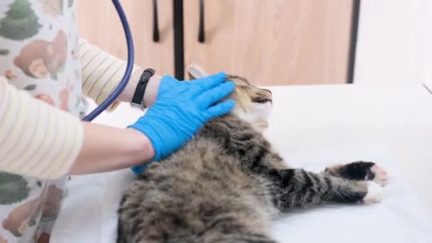 Der Tierarzt Streichelt Die Katze Und Bringt Sie Nach Chirurgischer — Stockvideo