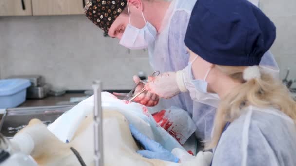 Vétérinaire Effectue Une Opération Chirurgicale Complexe Gros Plan Une Véritable — Video