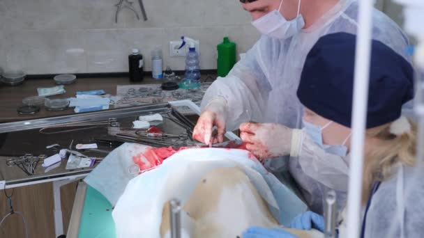 Akhir Dari Operasi Perut Dokter Hewan Menjahit Jaringan Lunak Dari — Stok Video
