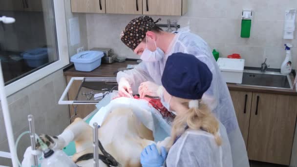 End Abdominal Surgery Veterinarian Sews Soft Tissues Abdomen Veterinary Surgery — Stock Video