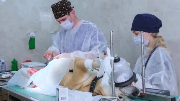 Egy Modern Állatorvosi Klinikán Műtétet Hajtanak Végre Hogy Megmentsék Egy — Stock videók