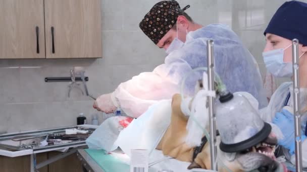 Dans Une Clinique Vétérinaire Moderne Une Opération Est Effectuée Pour — Video