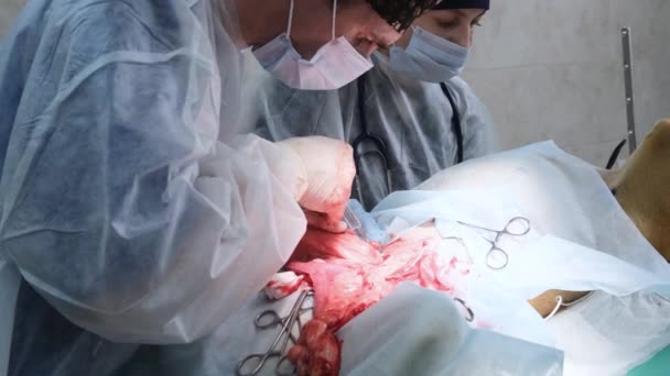 Egy Sebész Érzéstelenítő Injekciót Egy Kutyának Üregi Műtét Során — Stock videók