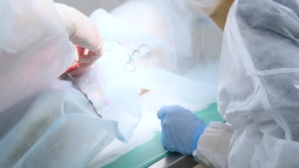 Chirurgie Abdominale Réelle Sur Chien Milieu Hospitalier — Video