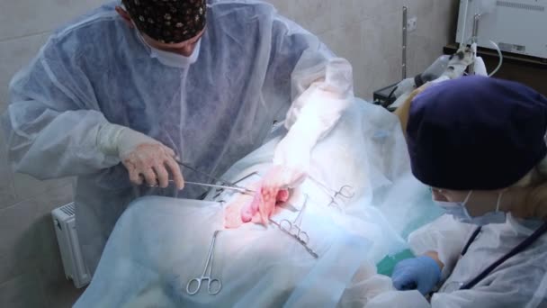 Veterinário Cirurgião Realiza Uma Operação Para Remover Órgãos Internos Cão — Vídeo de Stock