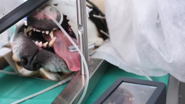 这只狗麻醉后睡在兽医诊所的手术台上 用张开的嘴和气管管对狗的脸进行特写 — 图库视频影像