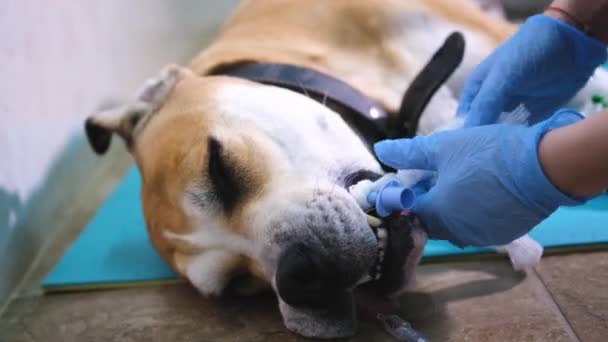 兽医在手术前把气管插管植入狗体内 — 图库视频影像