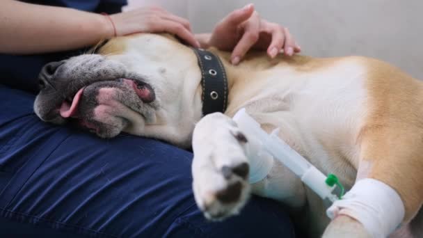 Veterinário Acalma Cão Antes Operação Prepara Cão Para Anestesia — Vídeo de Stock