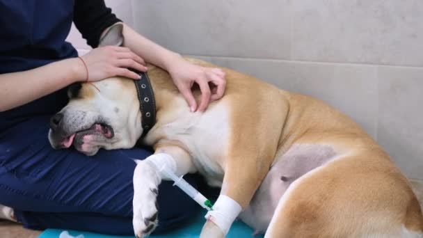 Der Tierarzt Beruhigt Den Hund Vor Der Operation Und Bereitet — Stockvideo