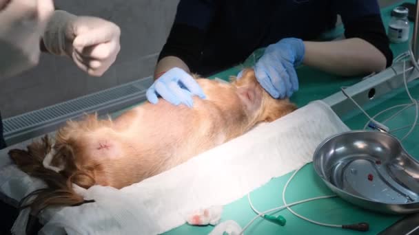 兽医对狗伤口的封闭或缝合 — 图库视频影像