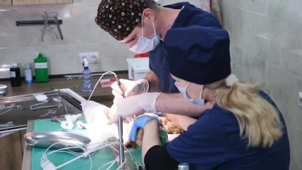 Performing Complex Surgical Operation Veterinary Surgery — Stock Video