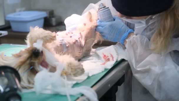 兽医用防腐剂喷雾治疗狗手术后的伤口 — 图库视频影像